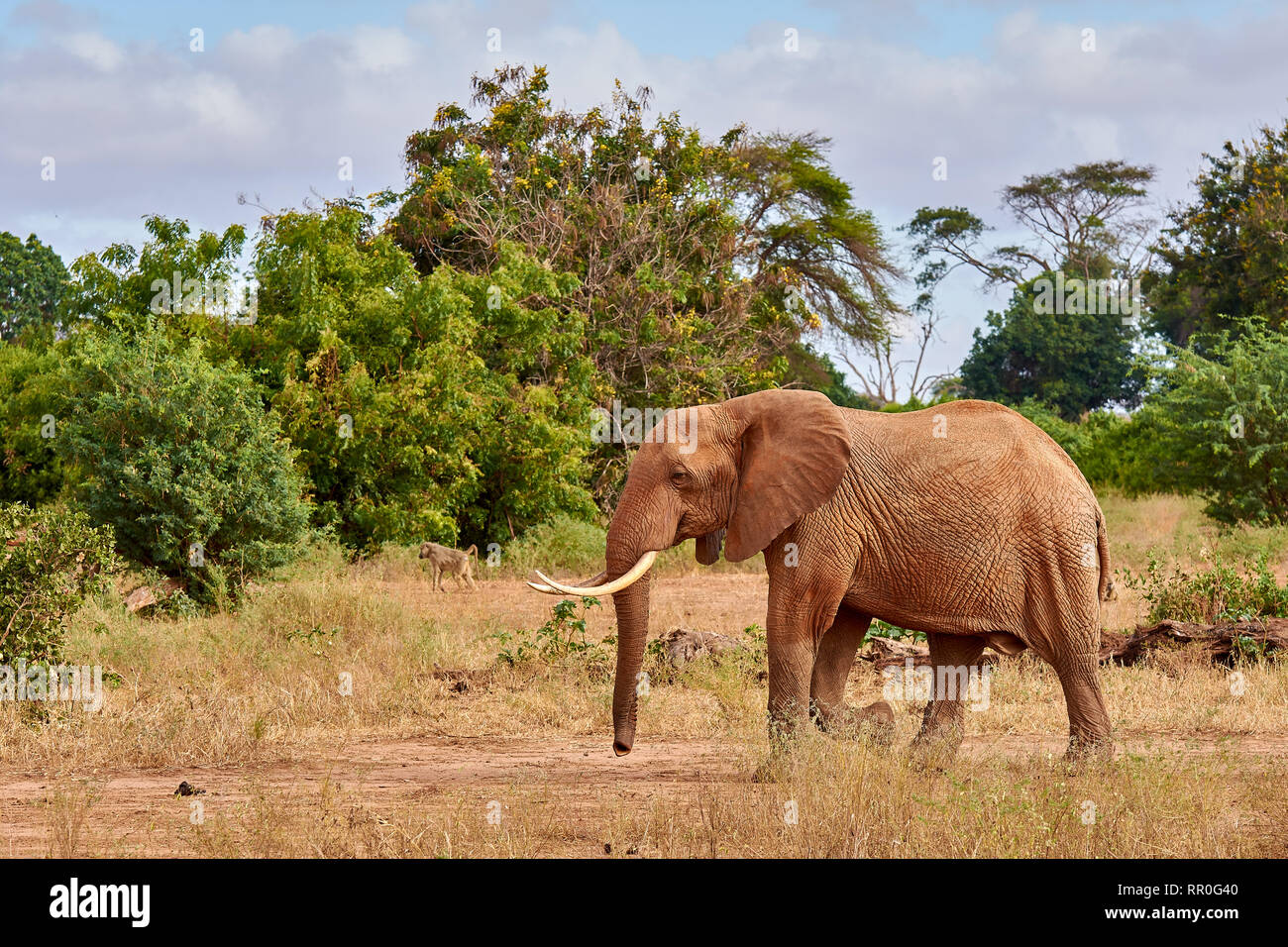View of the African elephant savanna goes on safari in Kenya, with blurred trees and monkeys in the background Stock Photo