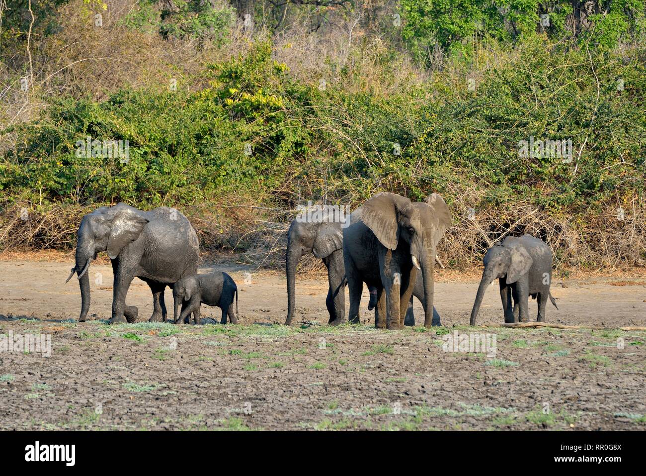 zoology, mammal (mammalia), elephant (Loxodonta africana) at the Kanga waterplace, Manah Pools Nationa, Additional-Rights-Clearance-Info-Not-Available Stock Photo