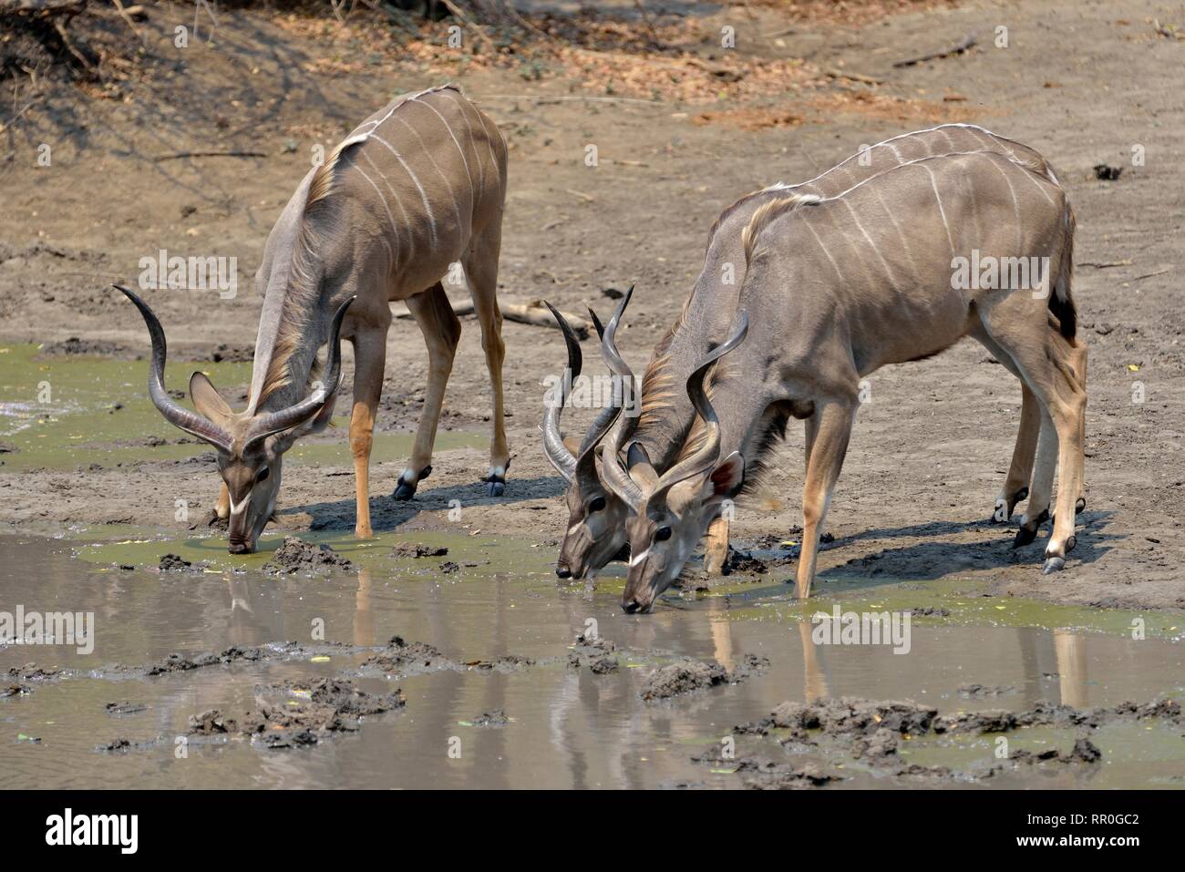 zoology, mammal (mammalia), three situtunga bulls, Greater kudu (strepsiceros zambesiensis), Kanga wat, Additional-Rights-Clearance-Info-Not-Available Stock Photo