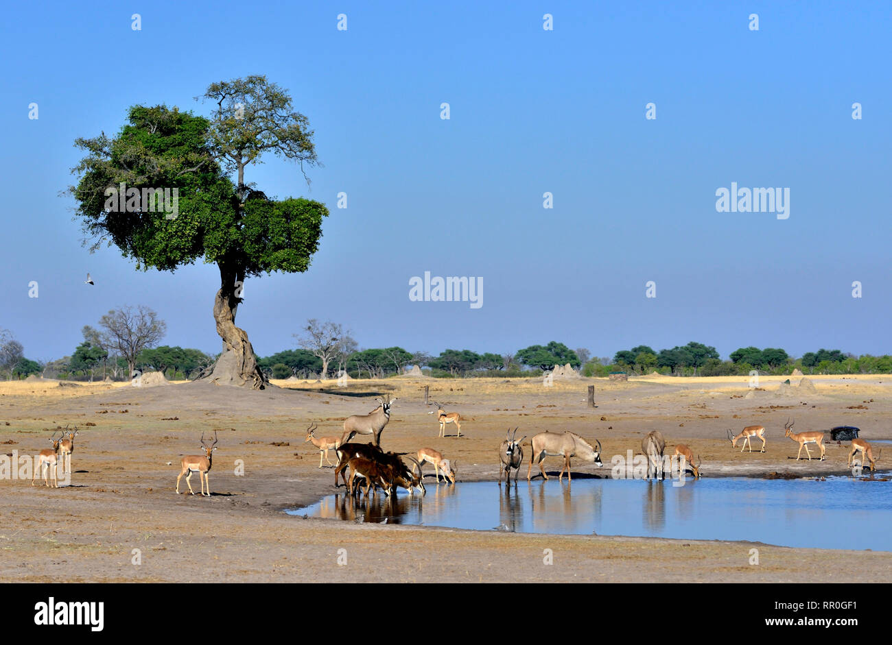 zoology, mammal (mammalia), sable (Hippotragus Niger), roan (Hippotragus equinus) and impalas (Aepycer, Additional-Rights-Clearance-Info-Not-Available Stock Photo