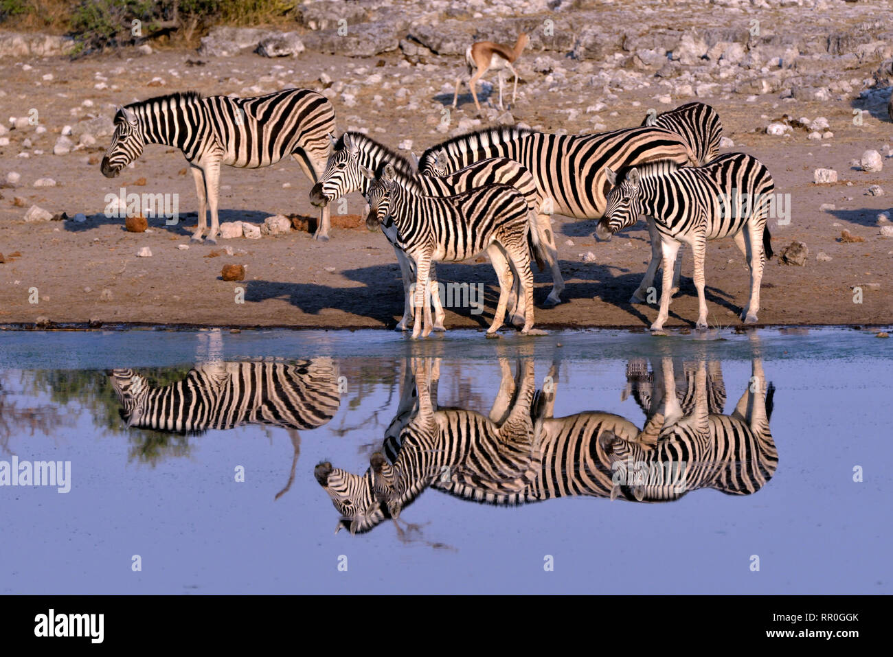 zoology, mammal (mammalia), plains zebra (Equus quagga) on the waterhole Chudop, Etosha National Park,, Additional-Rights-Clearance-Info-Not-Available Stock Photo