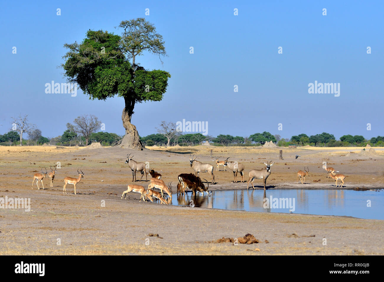 zoology, mammal (mammalia), sable (Hippotragus Niger), roan (Hippotragus equinus) and impalas (Aepycer, Additional-Rights-Clearance-Info-Not-Available Stock Photo