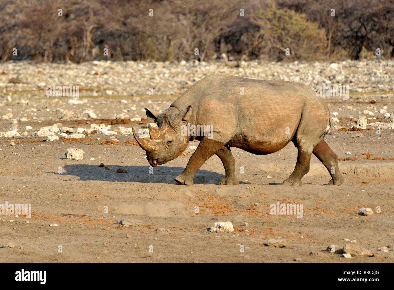 zoology, mammal (mammalia), black rhinoceros or black rhinoceros (Diceros bicornis), Etosha National P, Additional-Rights-Clearance-Info-Not-Available Stock Photo
