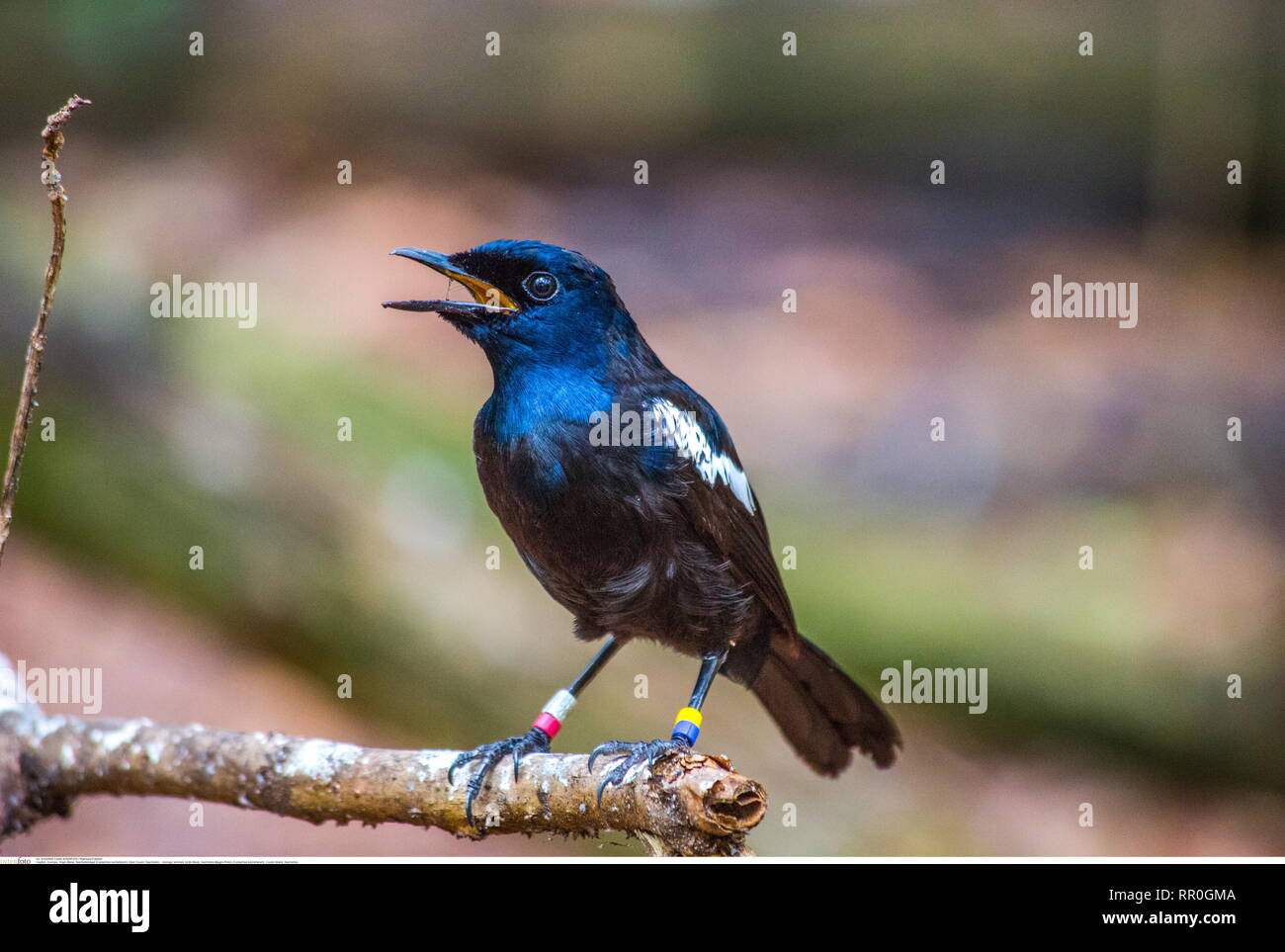 zoology / animals, birds (Aves), Seychelles Magpie Robin (Copsychus sechellarum), Cousin Island, Seych, Additional-Rights-Clearance-Info-Not-Available Stock Photo