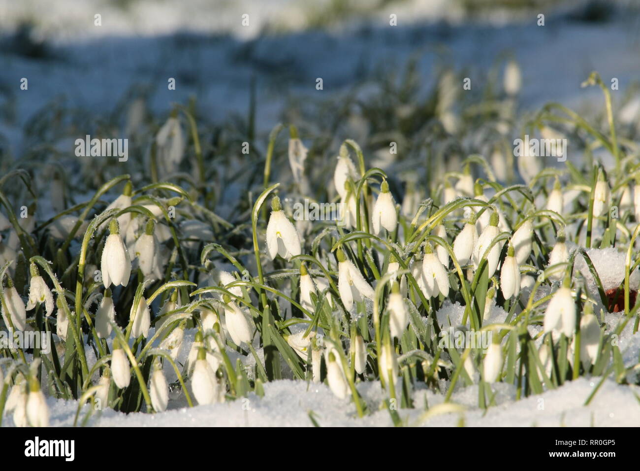 Snowdrops growing in snowy grass viewed from eye level in a landscape format Stock Photo