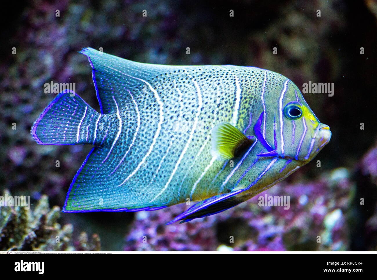 zoology / animals, fish (Pisces), Pomacentridae, Eden Island aquarium, Mahe, Seychelles, Additional-Rights-Clearance-Info-Not-Available Stock Photo