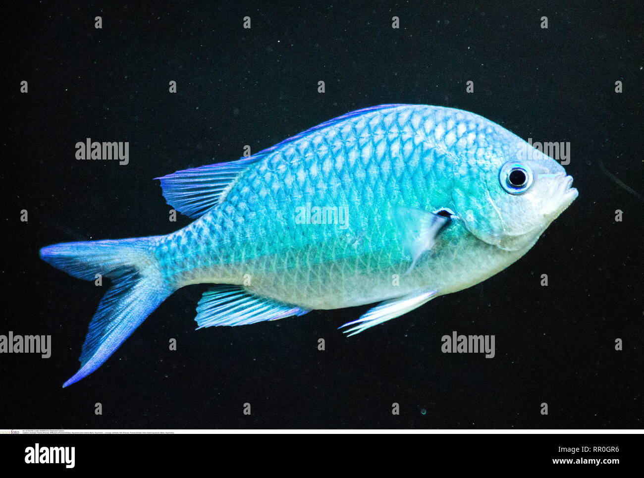 zoology / animals, fish (Pisces), Pomacentridae, Eden Island aquarium, Mahe, Seychelles, Additional-Rights-Clearance-Info-Not-Available Stock Photo