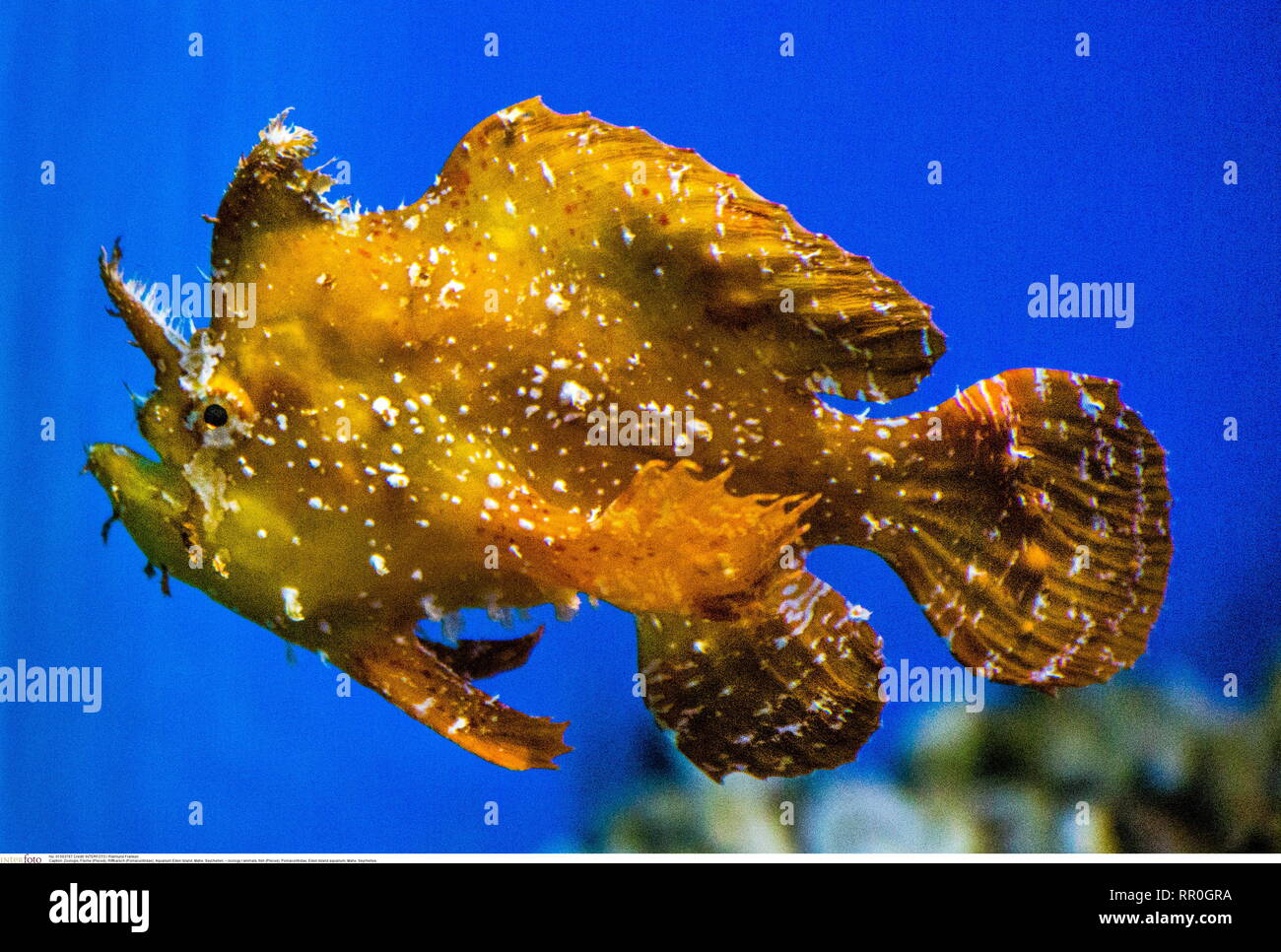 zoology / animals, fish (Pisces), Pomacentridae, Eden Island aquarium, Mahe, Seychelles, Additional-Rights-Clearance-Info-Not-Available Stock Photo