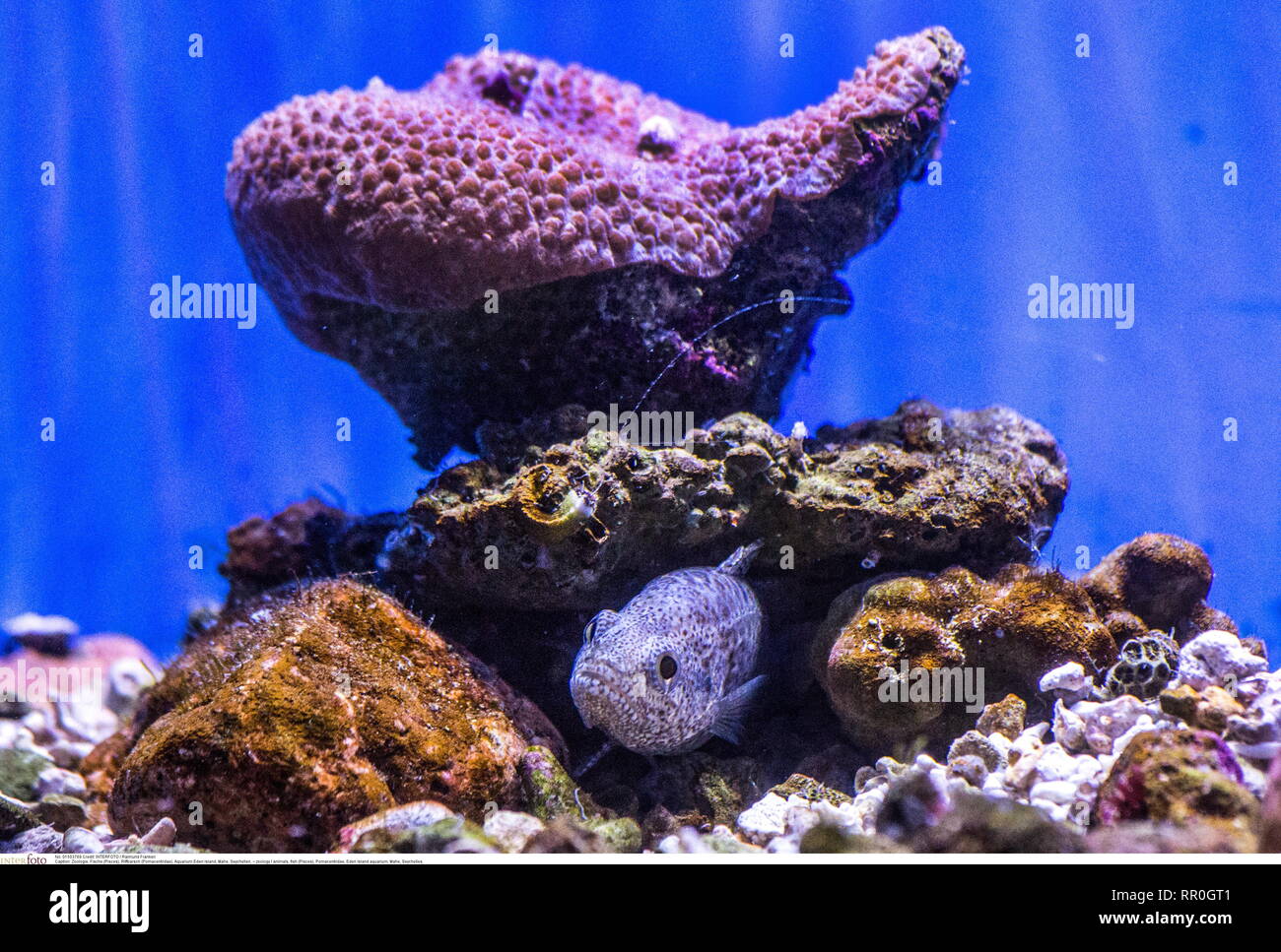 zoology / animals, fish (Pisces), Pomacentridae, Eden Island aquarium, Mahe, Seychelles, Additional-Rights-Clearance-Info-Not-Available Stock Photo