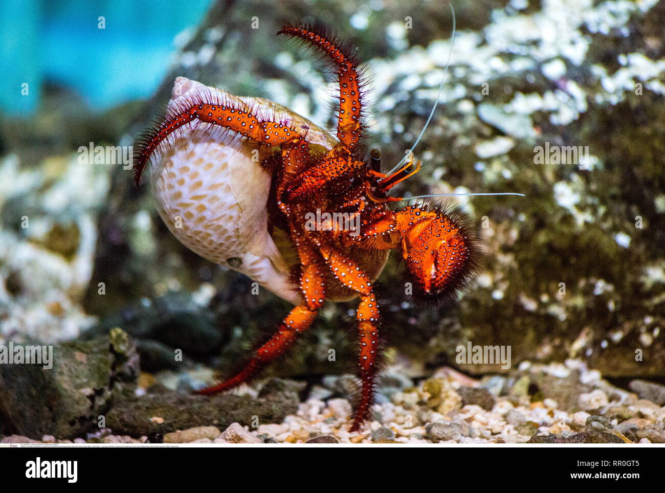 zoology / animals, crustacean (Crustacea), hermit crab (Paguroidea), Eden Island aquarium, Mahe, Seych, Additional-Rights-Clearance-Info-Not-Available Stock Photo
