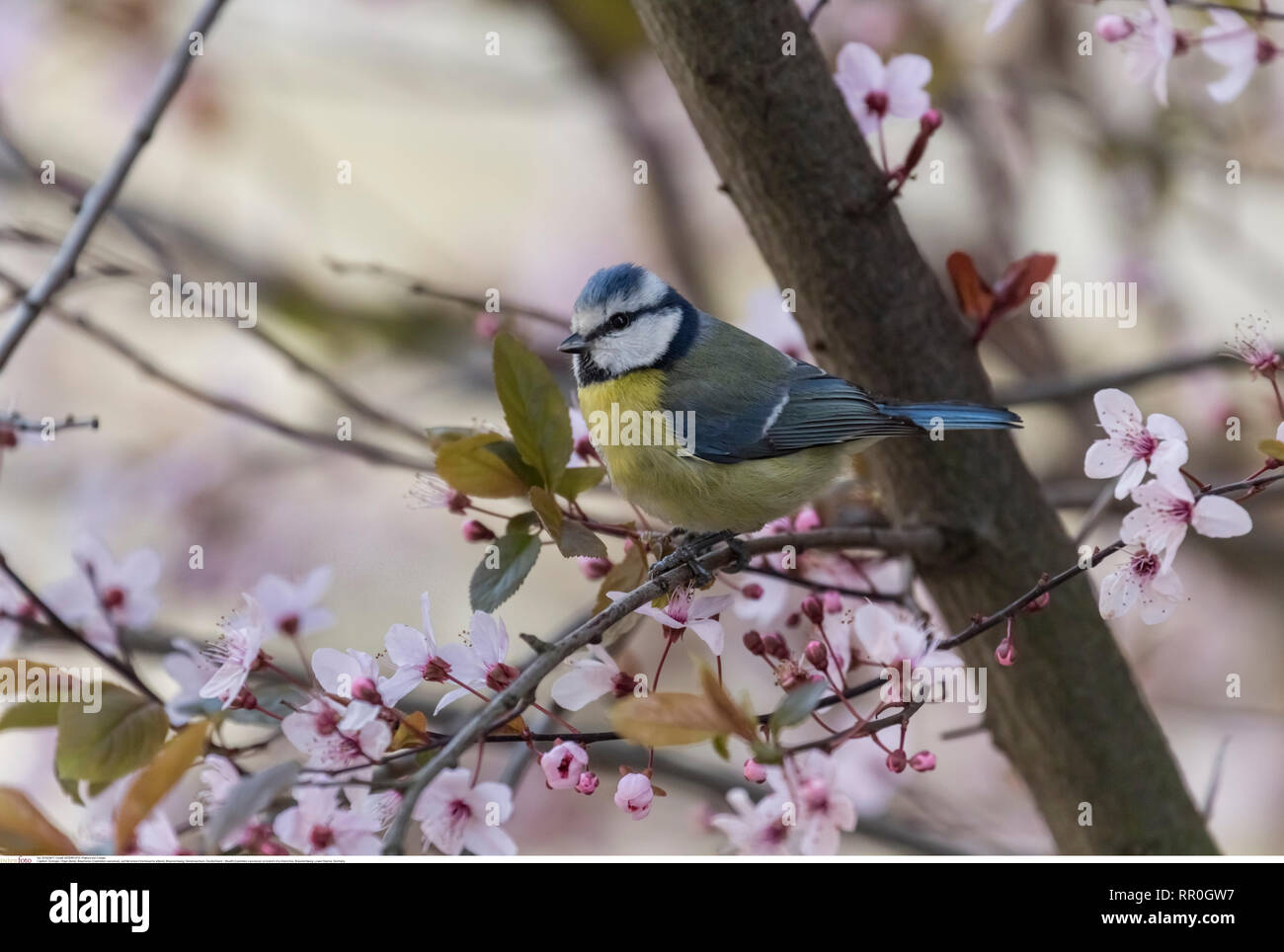 Bluetit (Cyanistes caeruleus) on branch of a cherry tree, Braunschweig, Lower Saxony, Germany, Additional-Rights-Clearance-Info-Not-Available Stock Photo