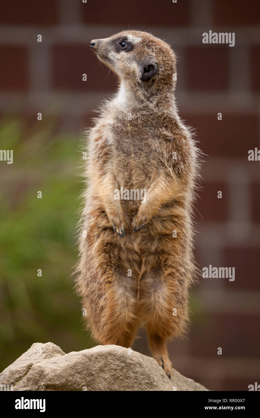 zoology / animals, mammal / mammalian, meerkat (Suricata suricatta), Zoo Dortmund, Germany, Additional-Rights-Clearance-Info-Not-Available Stock Photo