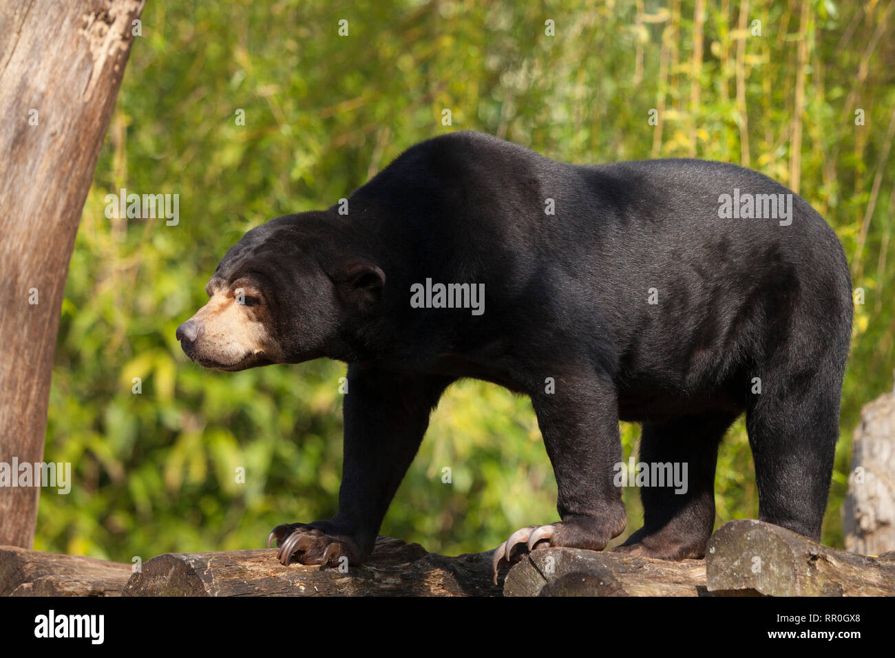 zoology / animals, bear, sun bear (Helarctos malayanus), Münster, Zoo, Additional-Rights-Clearance-Info-Not-Available Stock Photo