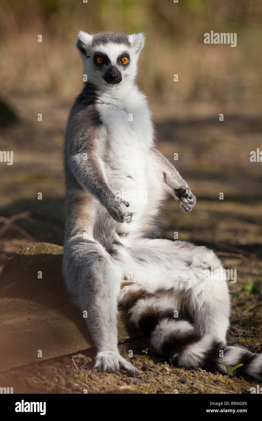 zoology / animals, mammal / mammalian (Mammalia), ring-tailed lemur (Lemur catta), Zoo Muenster, Germany, Additional-Rights-Clearance-Info-Not-Available Stock Photo