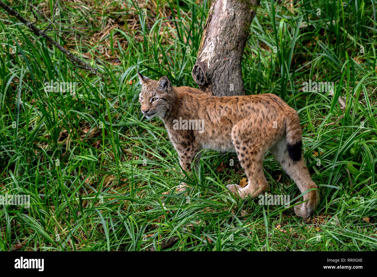 Zoology Animals Mammal Mammalia Eurasian Lynx Lynx Lynx Parc Animalier De Sainte Croix Natur Additional Rights Clearance Info Not Available Stock Photo Alamy Zoology Animals Mammal Mammalia Eurasian Lynx Lynx Lynx Parc Animalier De Sainte Croix Natur Additional Rights Clearance Info Not Available Stock Photo Alamy