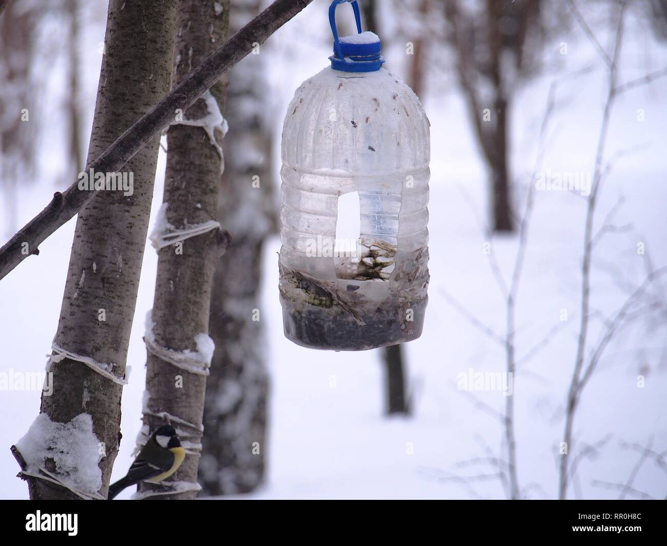 The Titmouse Feeds In A Feeder Made Of A Transparent Plastic