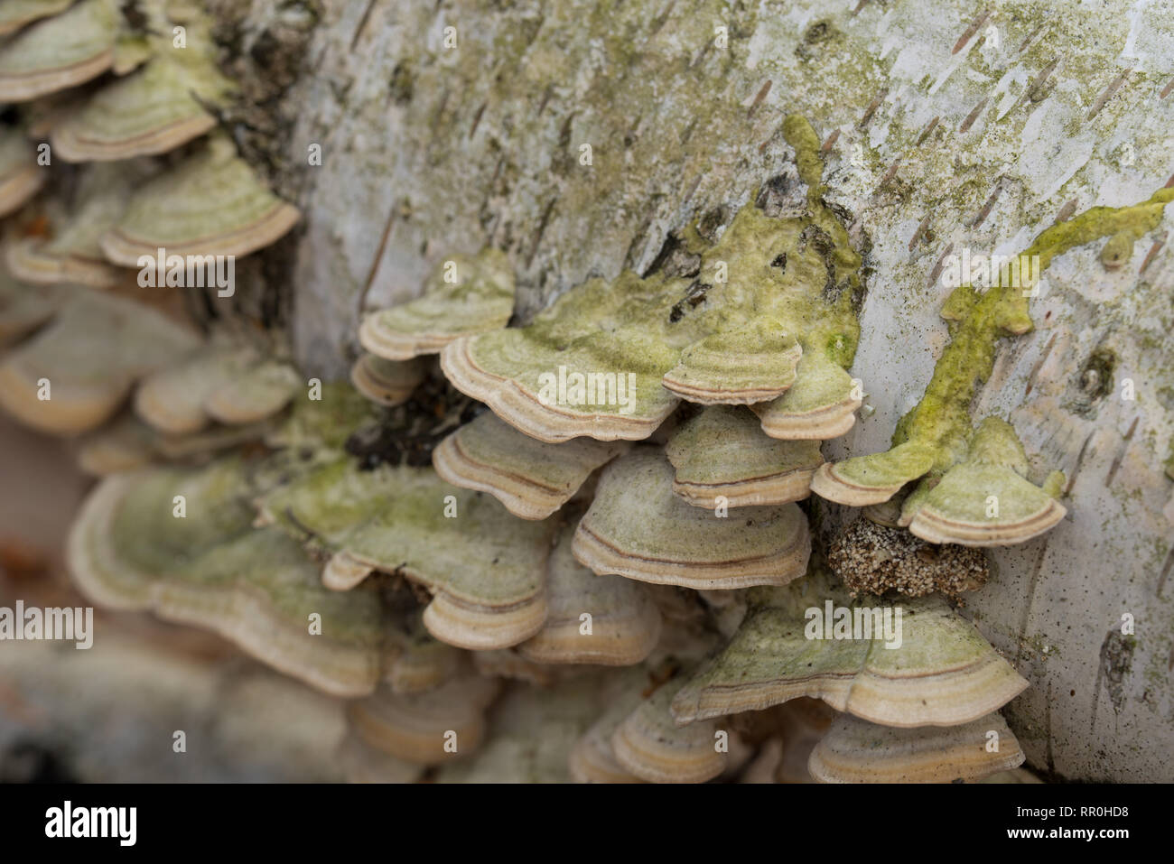 group of polypore fungi on fallen birch tree Stock Photo