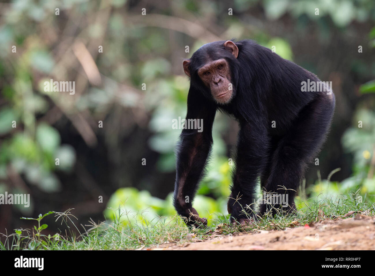 Chimpanzee, Pan troglodytes, Uganda Wildlife Education Centre, Uganda Stock Photo