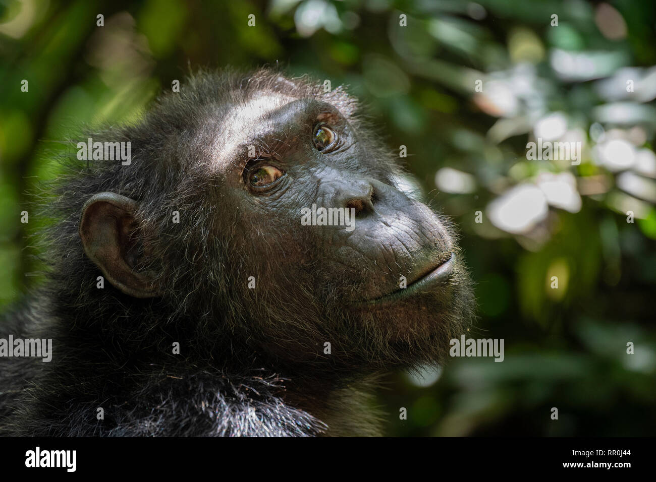 Chimpanzee, Pan troglodytes, Kyambura Gorge, Queen Elizabeth NP, Uganda Stock Photo