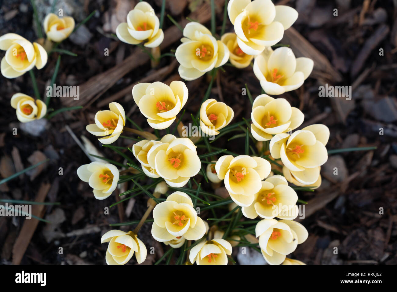 yellow spring bloomers in garden taken from above Stock Photo