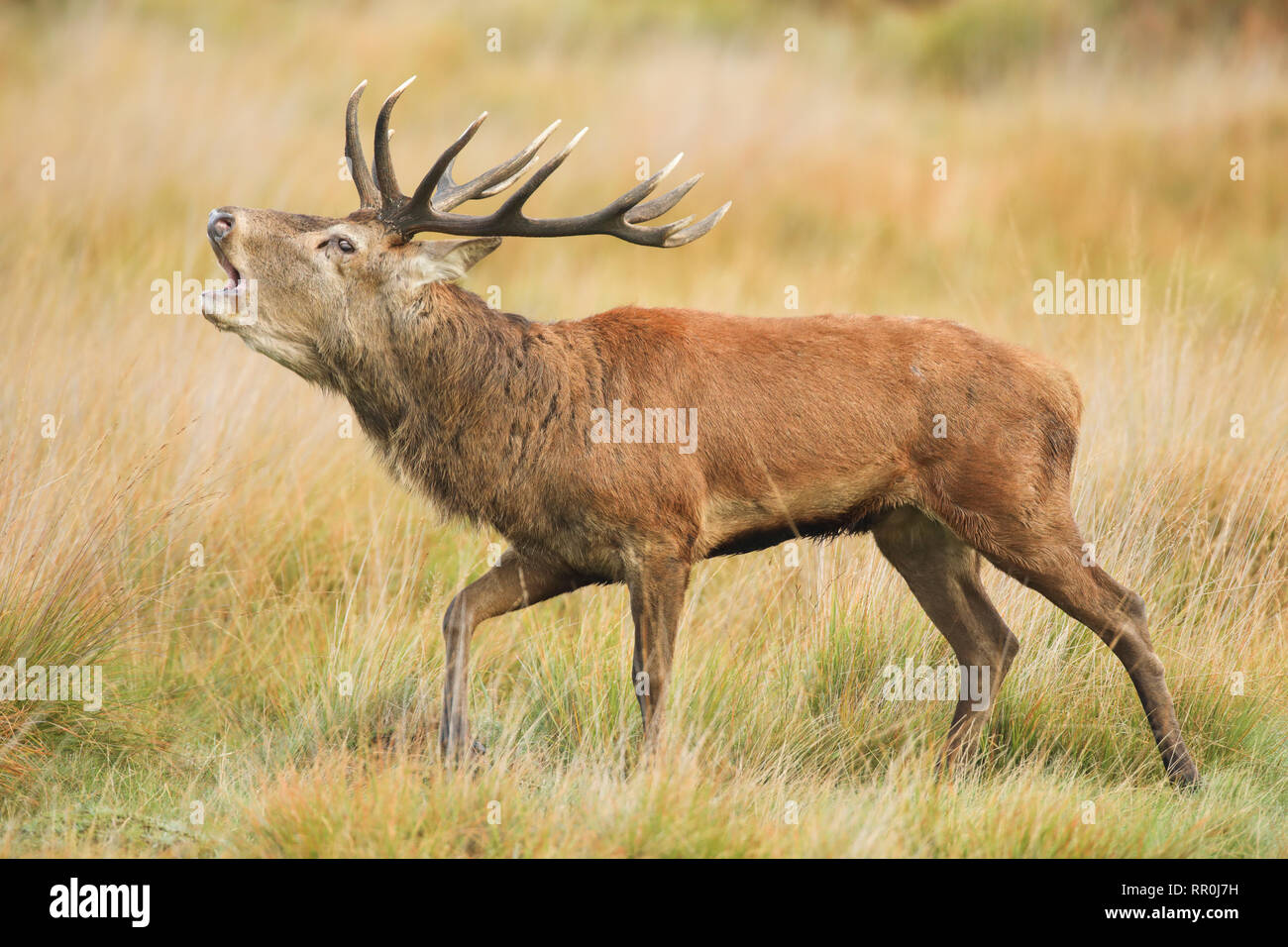 zoology, mammal (mammalia), red deer (Cervus elaphus), Additional-Rights-Clearance-Info-Not-Available Stock Photo