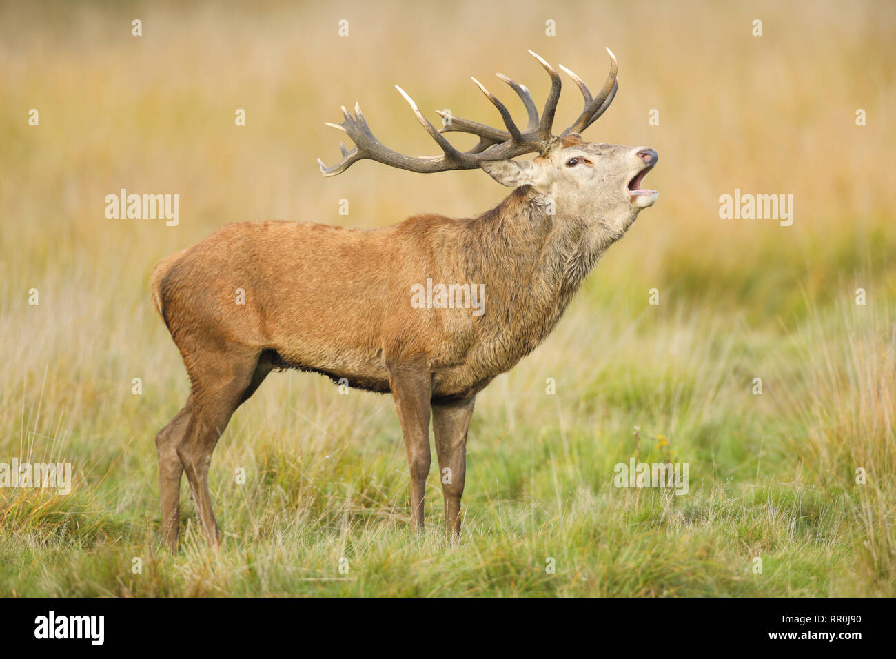 zoology, mammal (mammalia), red deer (Cervus elaphus), Additional-Rights-Clearance-Info-Not-Available Stock Photo