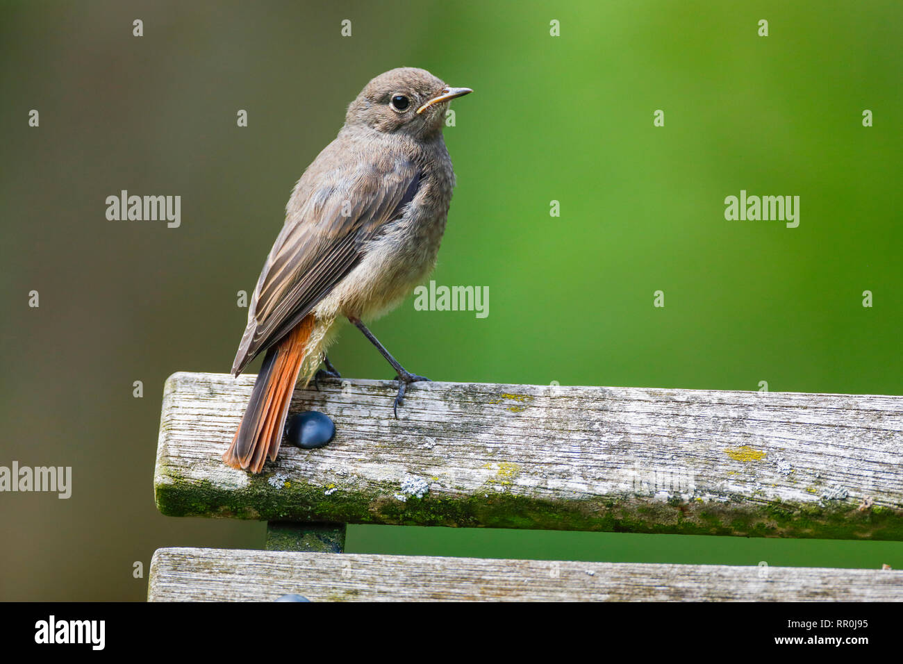 zoology, birds (Aves), Black Redstart (Phoenicurus ochruros), Switzerland, Additional-Rights-Clearance-Info-Not-Available Stock Photo