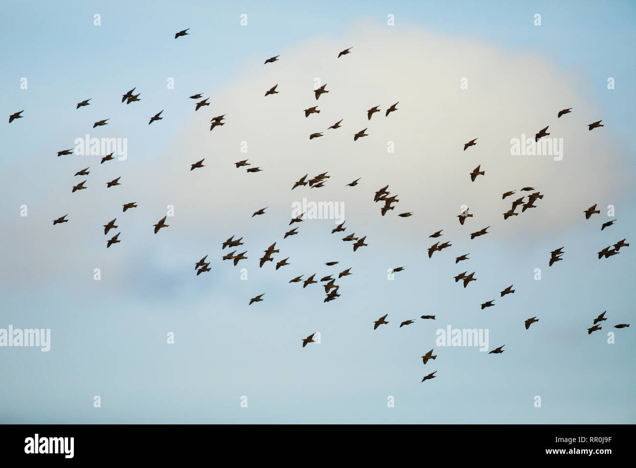 zoology, birds (Aves), European Starling (Sturnus vulgaris), Switzerland, Additional-Rights-Clearance-Info-Not-Available Stock Photo