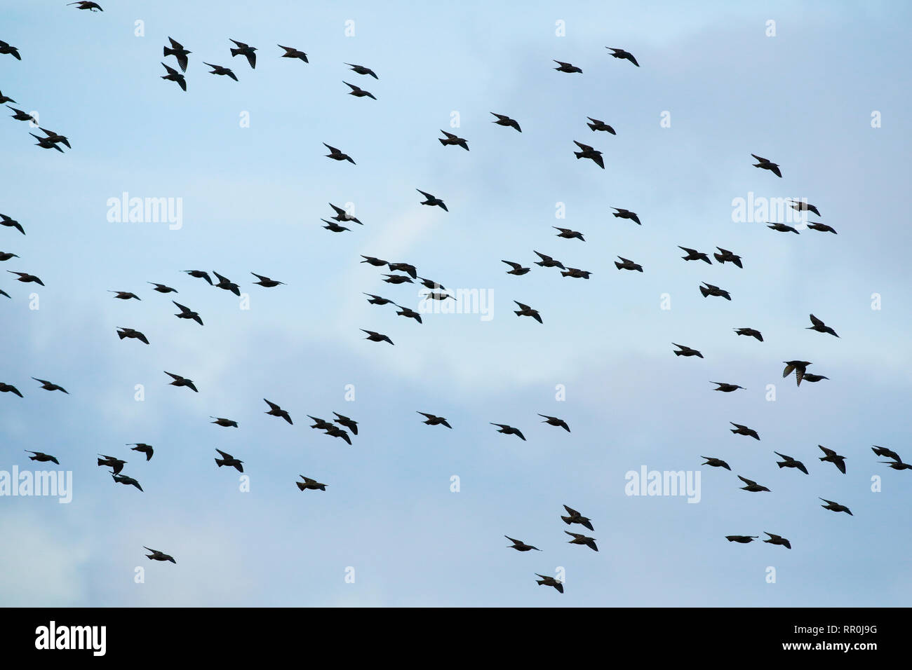 zoology, birds (Aves), European Starling, Sturnus vulgaris, Switzerland, Additional-Rights-Clearance-Info-Not-Available Stock Photo