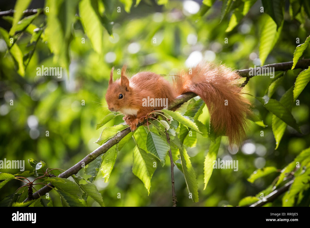 zoology / animals, mammal, squirrel, (Sciurus vulgaris), in a cherry