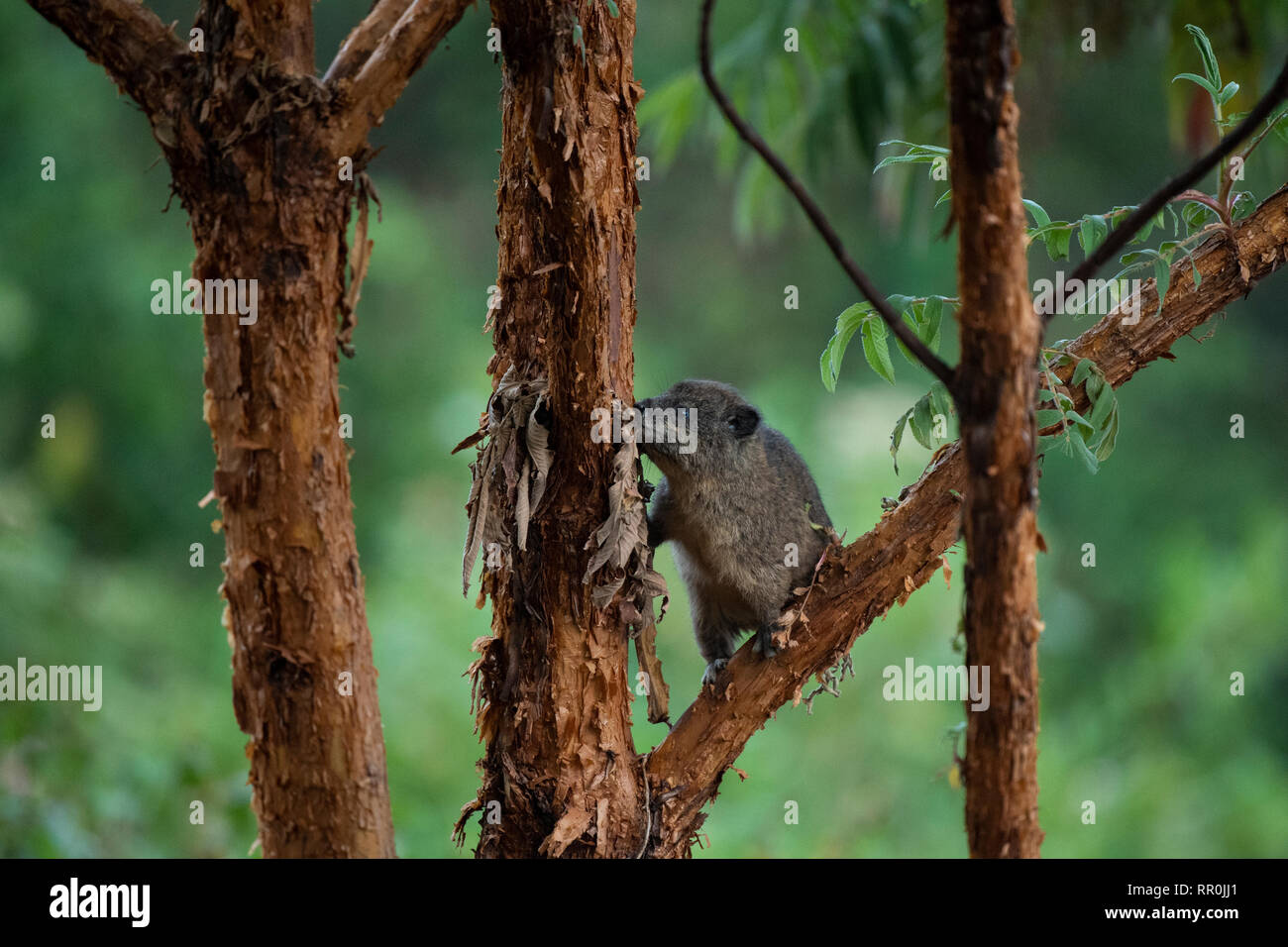 Southern tree hyrax, Dendrohyrax arboreus, Mgahinga Gorilla National Park, Uganda Stock Photo