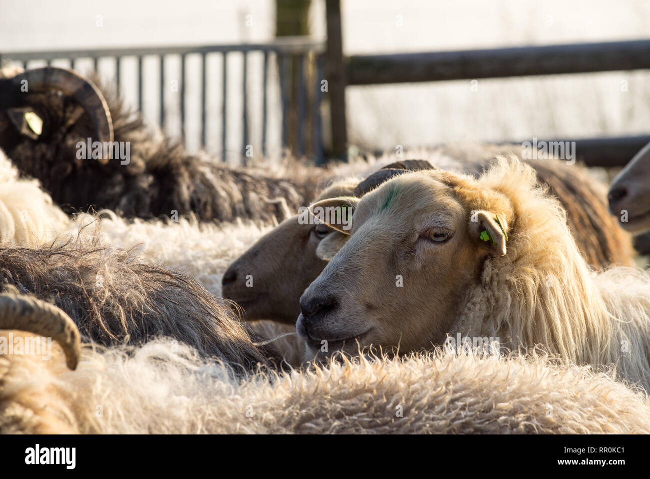 Close up of a sheep sticking his head above the herd in a winter landscape Stock Photo