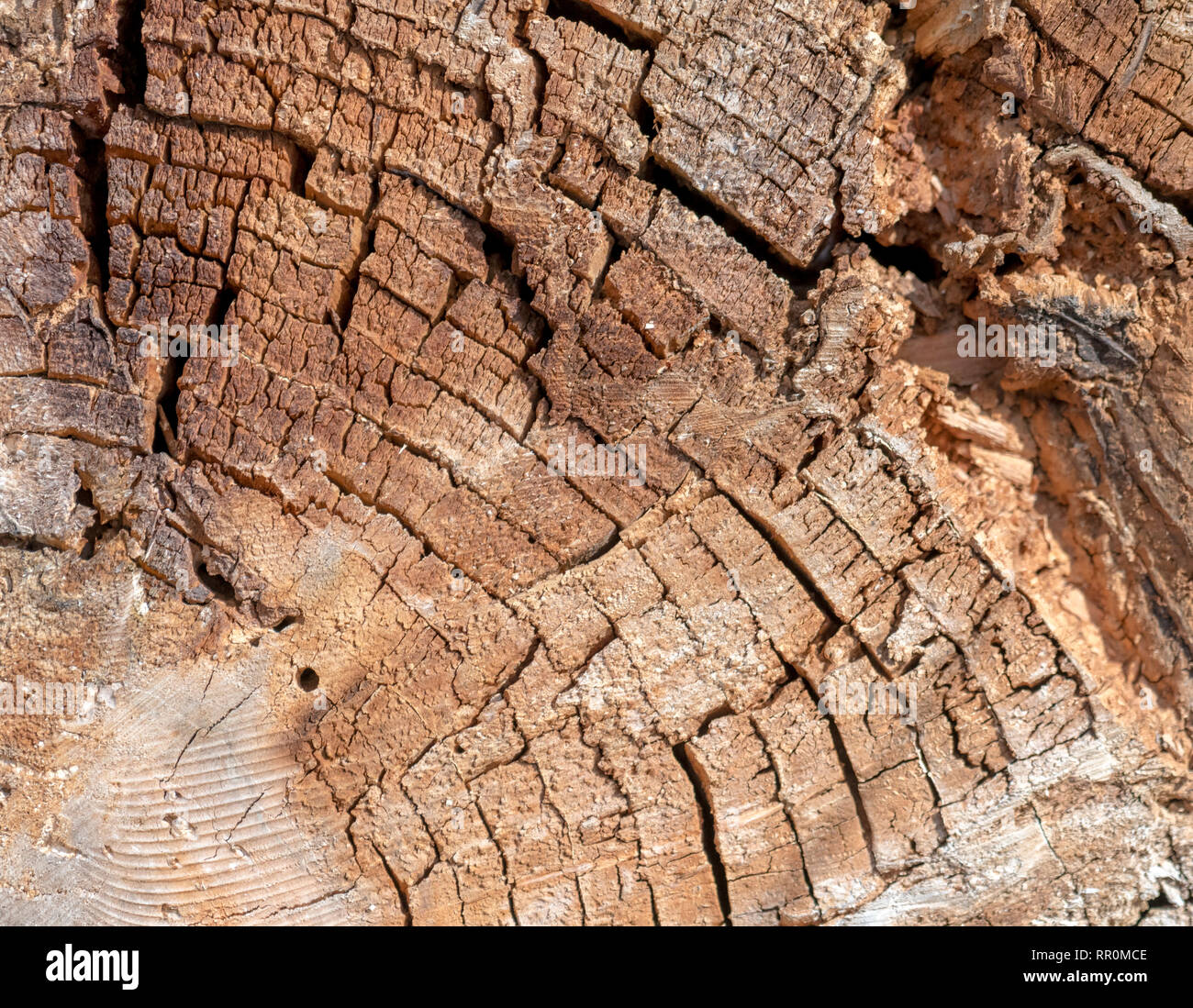 Old and decayed interface of a felled tree as a background Stock Photo