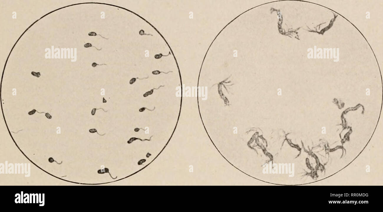 . Agricultural bacteriology. Bacteriology, Agricultural. BROWN I AN MOVEMENTS 41 ment&quot; from Robert Brown (1773-1858), an English botanist, who first observed them in 1827 when studying grains of pollen. Observa- tions made by ingenious methods upon the Brownian movements. FIG. 8.—-Spirillum of Asiatic cholera, showing single flagellum. (Kolle and FIG. 9.—Spirillum volutans, showing flagella at either end of the bacterium. (Herzog.) of colloidal suspensoids are exactly what the kinetic theory indi- cates would be the behavior of molecules of that size. Both dead and non-motile bacilli show Stock Photo