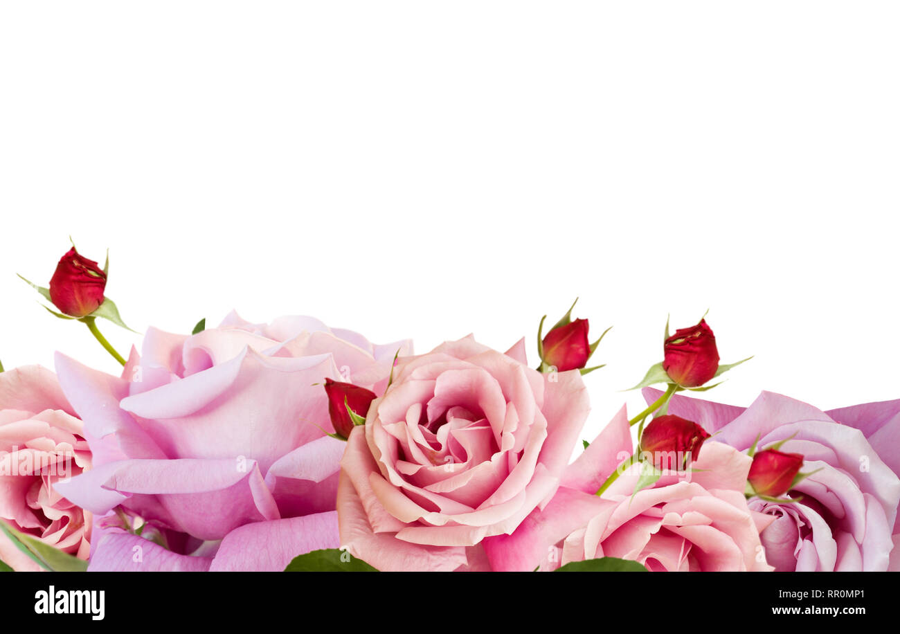 Pink blooming roses Stock Photo - Alamy