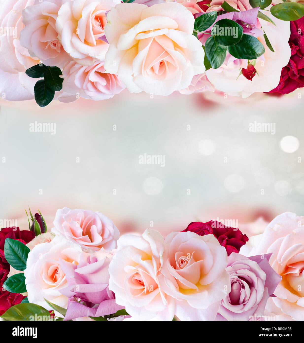 Pink blooming roses Stock Photo - Alamy