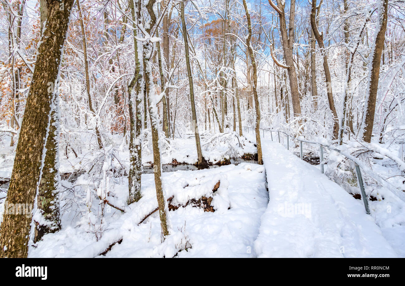 Trail through a forest covered by a thick layer of snow Stock Photo