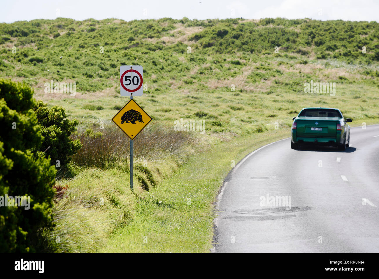 Echidna and speed road sign on Australian road with ute driving past, Port Fairy Australia Stock Photo