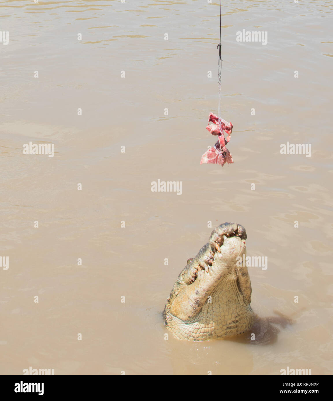 Australian Saltwater Crocodile jumping for raw buffalo meat in the