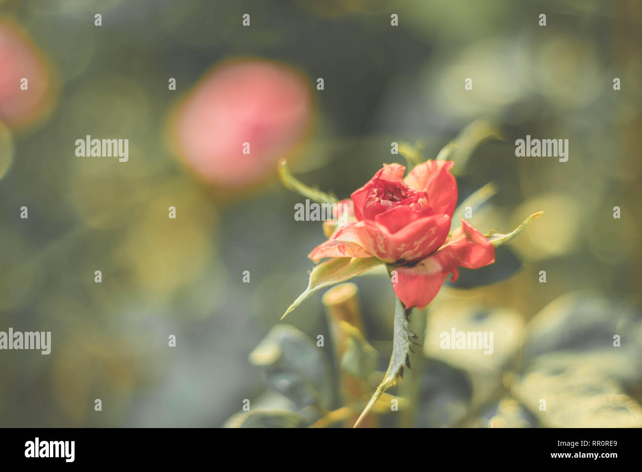 The sad vintage rose that is heartbroken Stock Photo Alamy