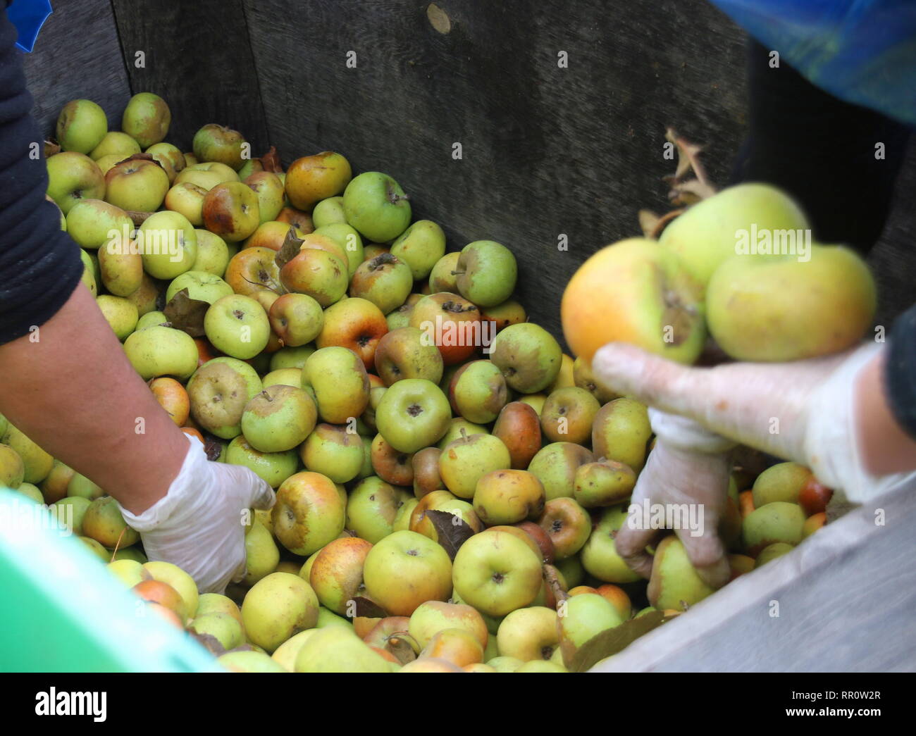 Hands of women harvesting granny smith apples, orchard in CA. Stock Photo