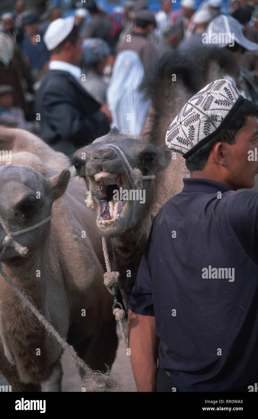 Caption: Kashgar, Xingiang, China - Aug 2001. Bactarian camels ready for sale at the Kashgar Sunday Bazaar. Perched on the edeg of the Taklamakan Dese Stock Photo