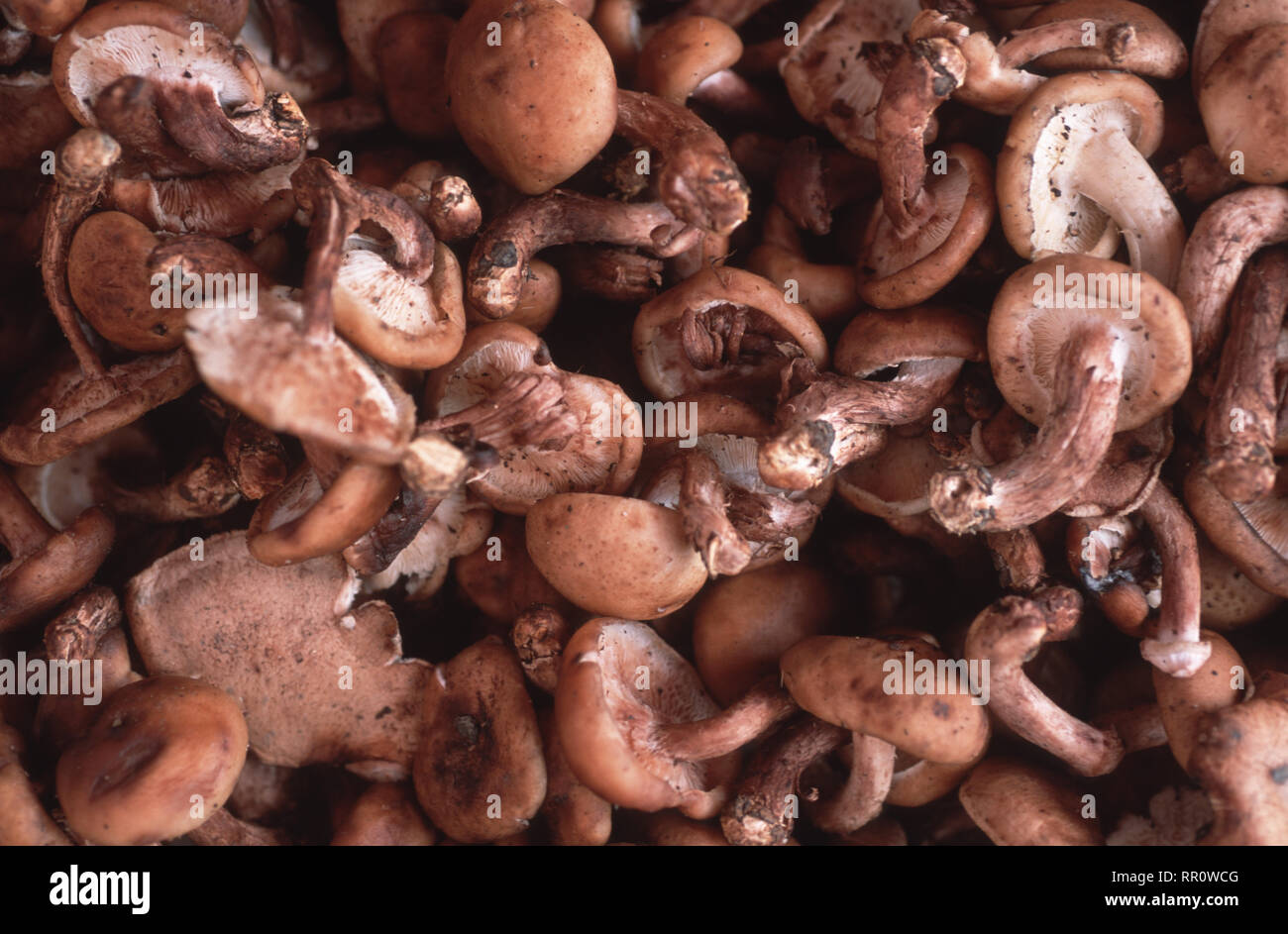 Fresh mushrooms at a market in Kangding, Western Sichuan. Chinese