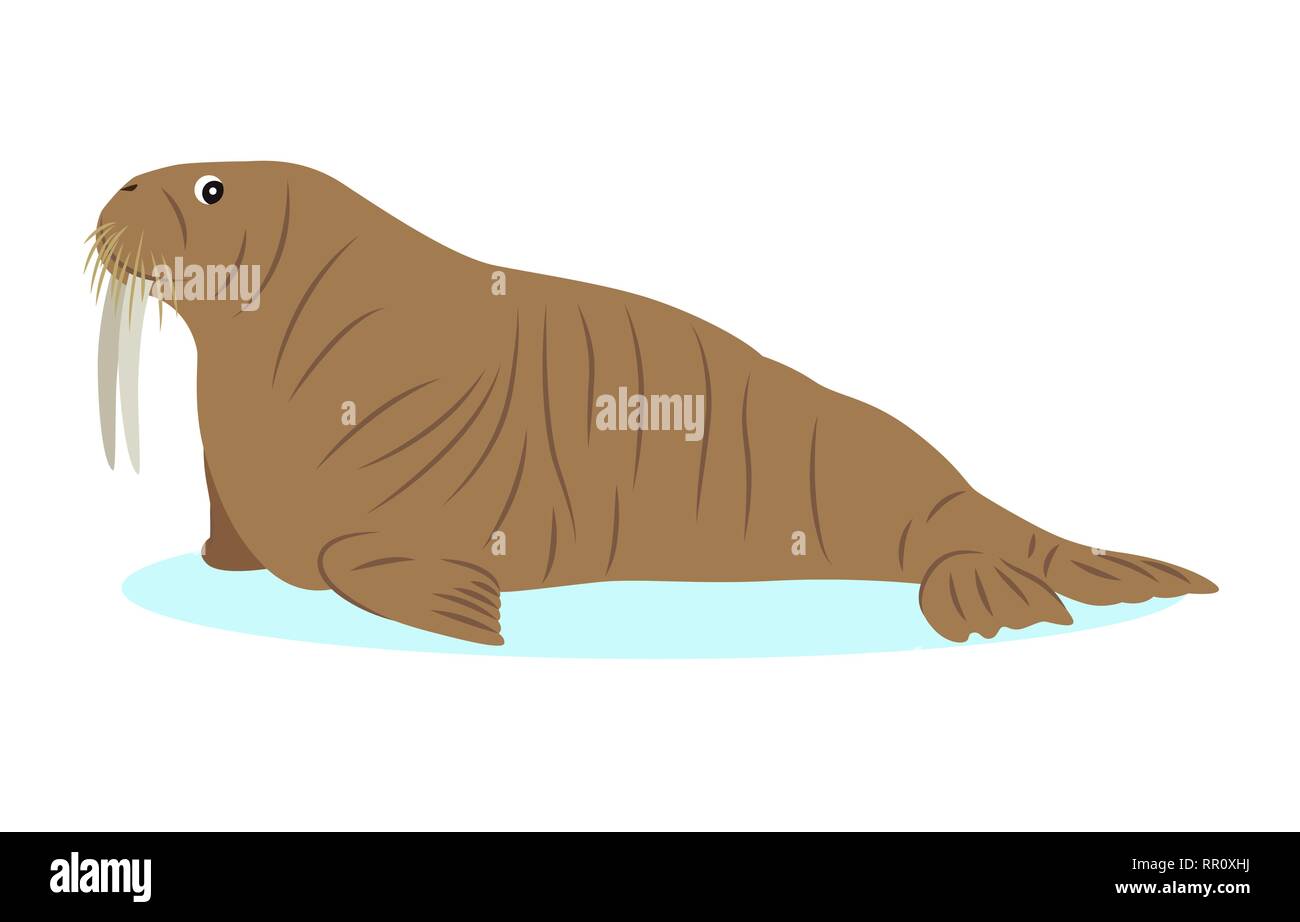 Walrus icon, big marine mammal, isolated on white background Stock Vector