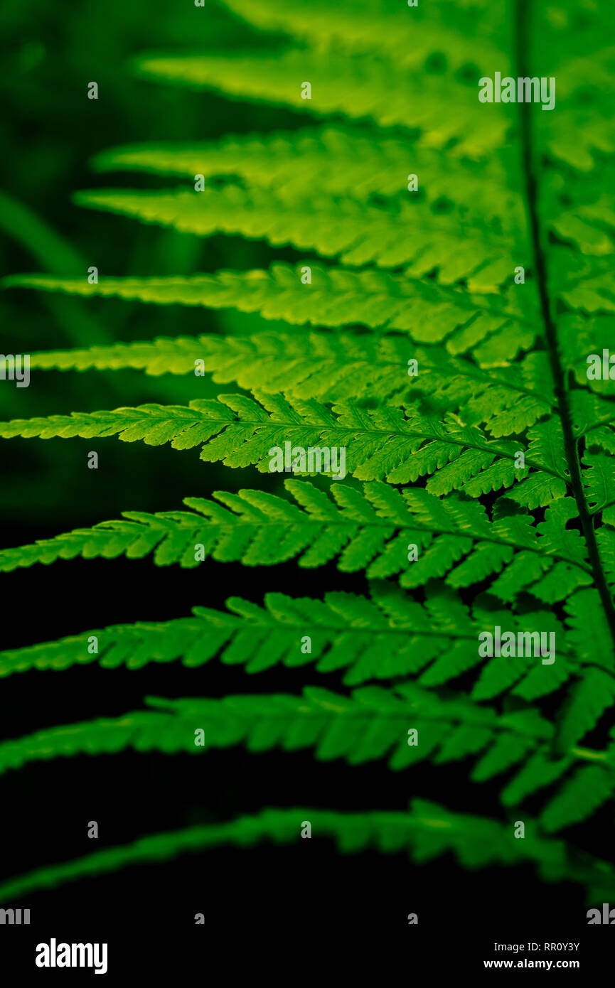 Close Up Look Of Green Tracheophyta Leaves Stock Photo