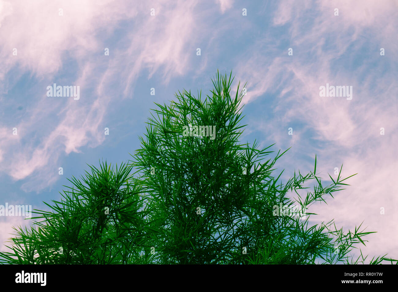 Bamboo Leaves Against The Sky Stock Photo