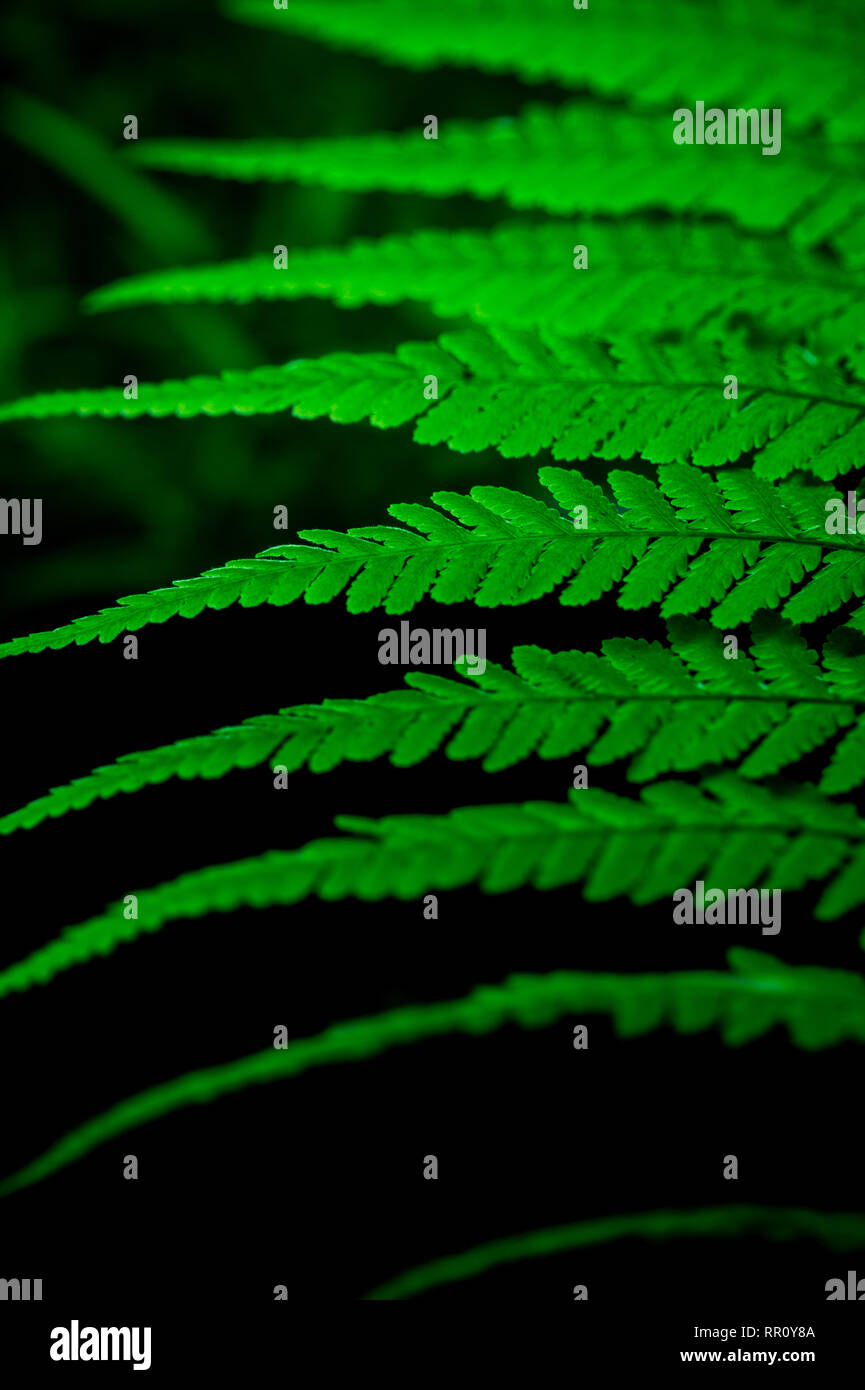 Close Up Look Of Green Tracheophyta Leaves Stock Photo