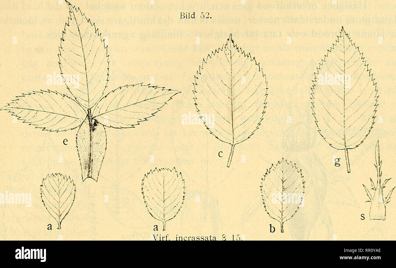 . Acta horti bergiani : Meddelanden fr Kongl. Svenska Vetenskaps-Akademiens Trgd Bergielund. Botany. S, ALMOUIST. BERGIANSKA TRÄDGARDENS SPONTANA ROSA-FORMER. n Bild 52.. Bild 53. a Virf. incrassata ß 1; 1/, n:r 51 (Gustafsborg bredvid 52, ensam buske, först detta år blommande): mycket kort- och bredbladig, tandning ytterst grund, med mycket breda tänder; mellanblad rundadt rombiska, med nästan trubbiga tänder; kronblad breda, färg nästan hvit; toppnypon nästan aflångt, oskaftadt. — Trots de betydande skilj- aktigheterna säkert närsläktad med ß. Karaktärerna tyda på svaghet i skott- bildningen Stock Photo
