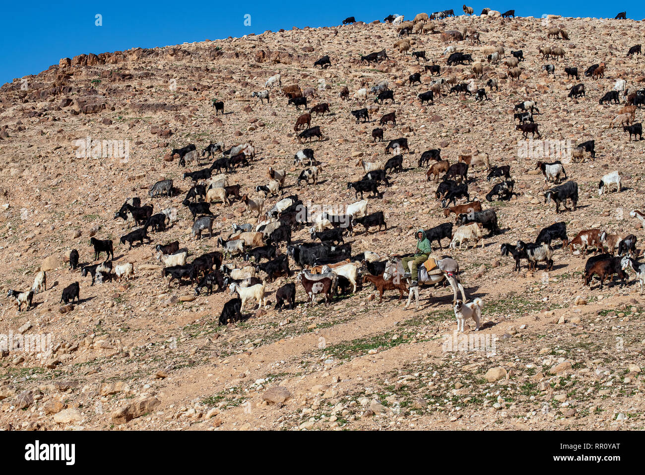 Bedouin Shepherd High Resolution Stock Photography and Images Alamy