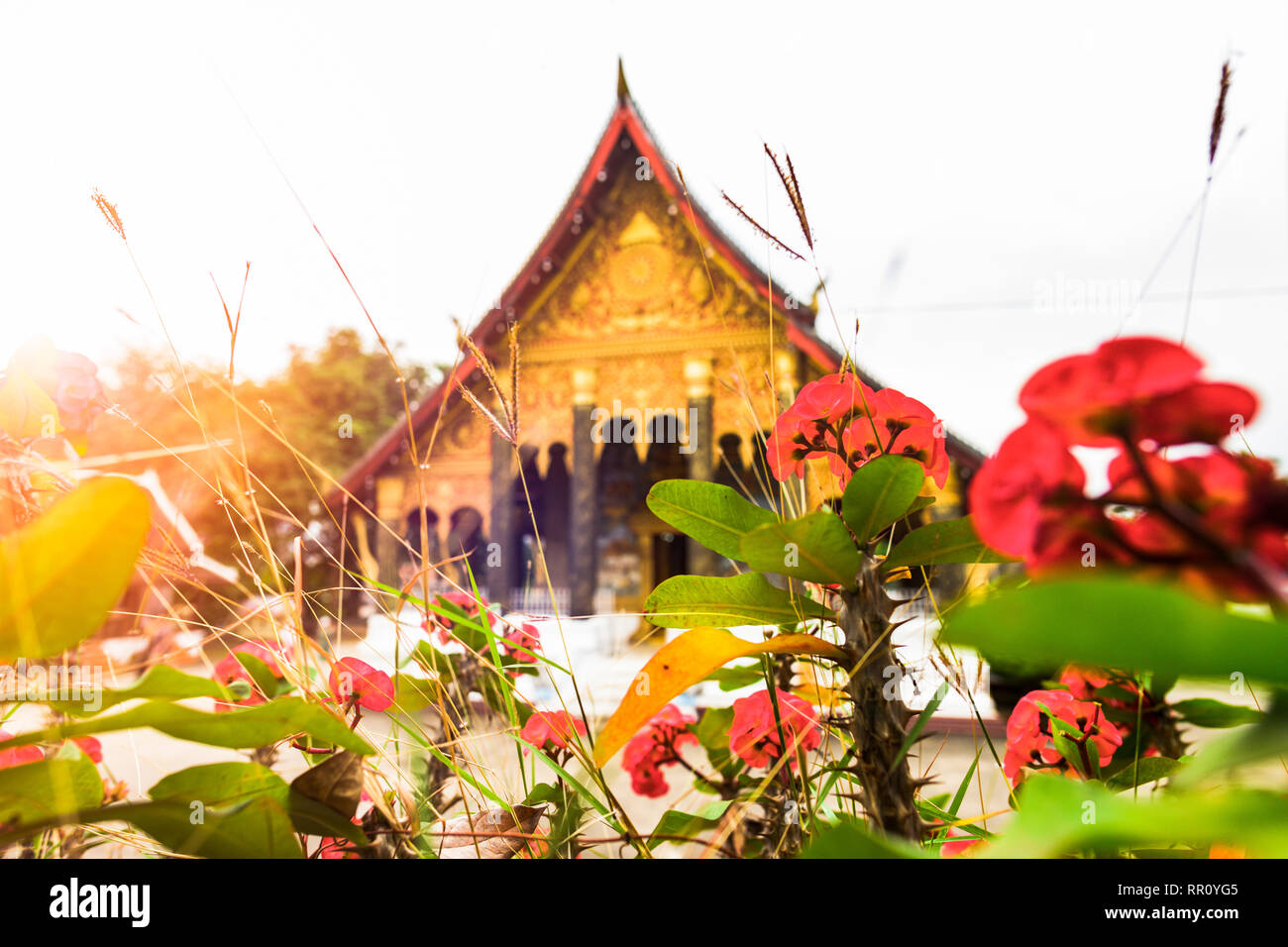 Laos national flowers hires stock photography and images Alamy